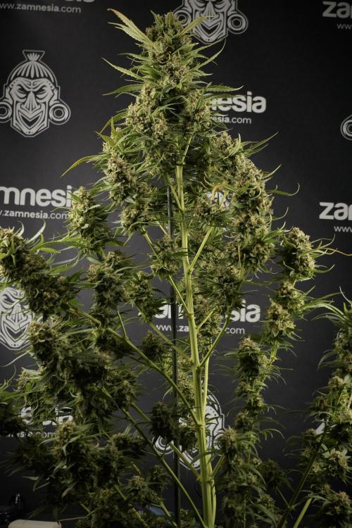 Skywalker OG Legends of the 12/12 Galaxy. Week 15 - Skywalker OG 12/12 from seed another beast 