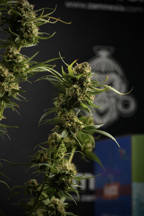 Skywalker OG Legends of the 12/12 Galaxy. Week 15 - Skywalker OG 12/12 from seed another beast 
