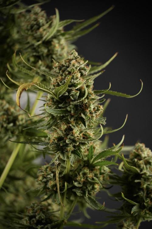 Skywalker OG Legends of the 12/12 Galaxy. Week 15 - Skywalker OG 12/12 from seed another beast 