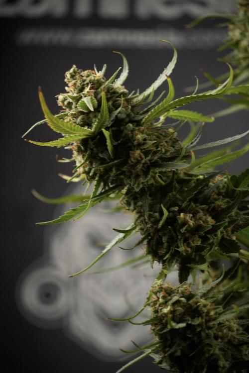 Skywalker OG Legends of the 12/12 Galaxy. Week 15 - Skywalker OG 12/12 from seed another beast 