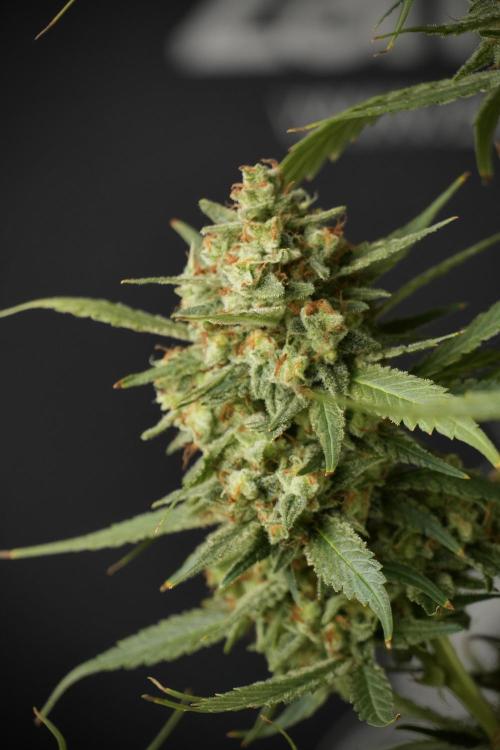 Skywalker OG Legends of the 12/12 Galaxy. Week 15 - Skywalker OG 12/12 from seed another beast 