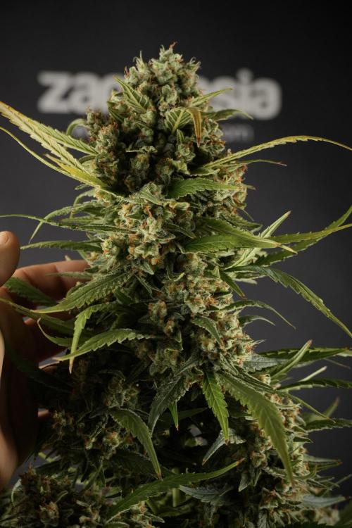 Skywalker OG Legends of the 12/12 Galaxy. Week 15 - Skywalker OG 12/12 from seed another beast 