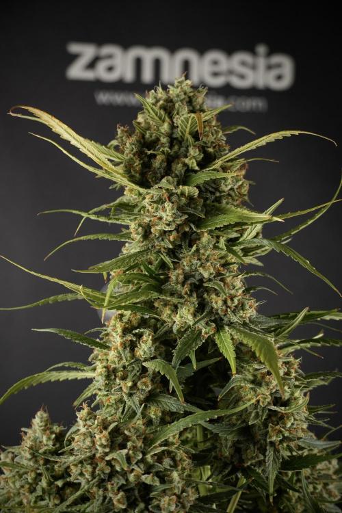Skywalker OG Legends of the 12/12 Galaxy. Week 15 - Skywalker OG 12/12 from seed another beast 