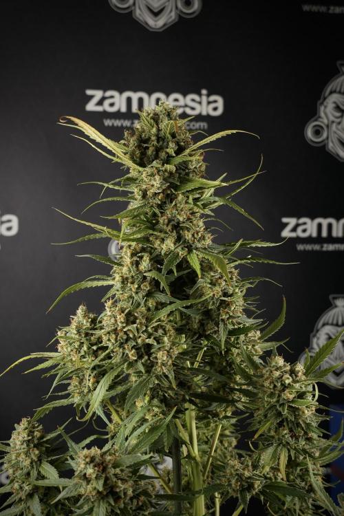 Skywalker OG Legends of the 12/12 Galaxy. Week 15 - Skywalker OG 12/12 from seed another beast 