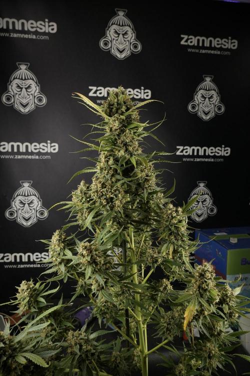 Skywalker OG Legends of the 12/12 Galaxy. Week 15 - Skywalker OG 12/12 from seed another beast 