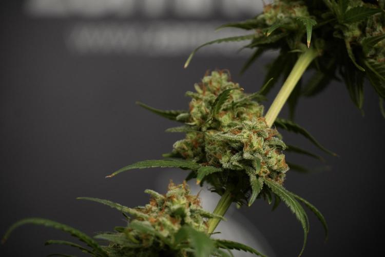 Skywalker OG Legends of the 12/12 Galaxy. Week 15 - Skywalker OG 12/12 from seed another beast 