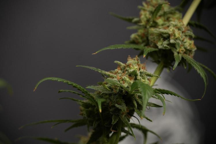 Skywalker OG Legends of the 12/12 Galaxy. Week 15 - Skywalker OG 12/12 from seed another beast 