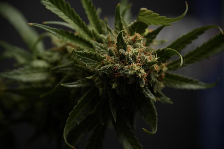 Skywalker OG Legends of the 12/12 Galaxy. Week 15 - Skywalker OG 12/12 from seed another beast 