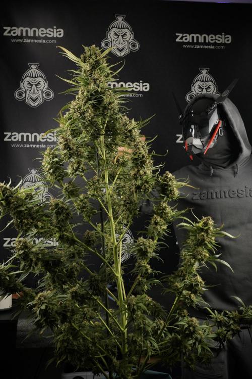 Skywalker OG Legends of the 12/12 Galaxy. Week 15 - Skywalker OG 12/12 from seed another beast 