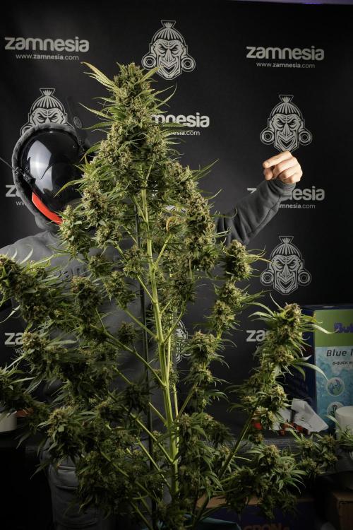 Skywalker OG Legends of the 12/12 Galaxy. Week 15 - Skywalker OG 12/12 from seed another beast 