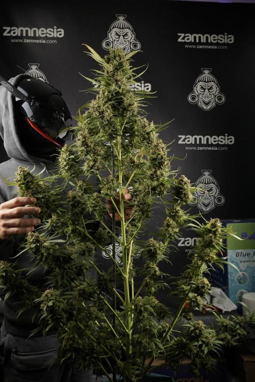 Skywalker OG Legends of the 12/12 Galaxy. Week 15 - Skywalker OG 12/12 from seed another beast 