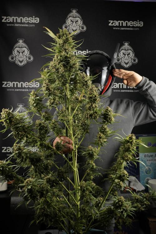 Skywalker OG Legends of the 12/12 Galaxy. Week 15 - Skywalker OG 12/12 from seed another beast 