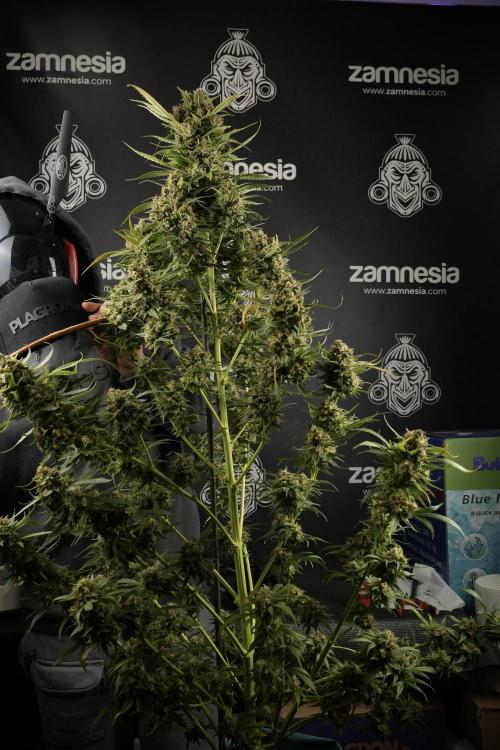 Skywalker OG Legends of the 12/12 Galaxy. Week 15 - Skywalker OG 12/12 from seed another beast 