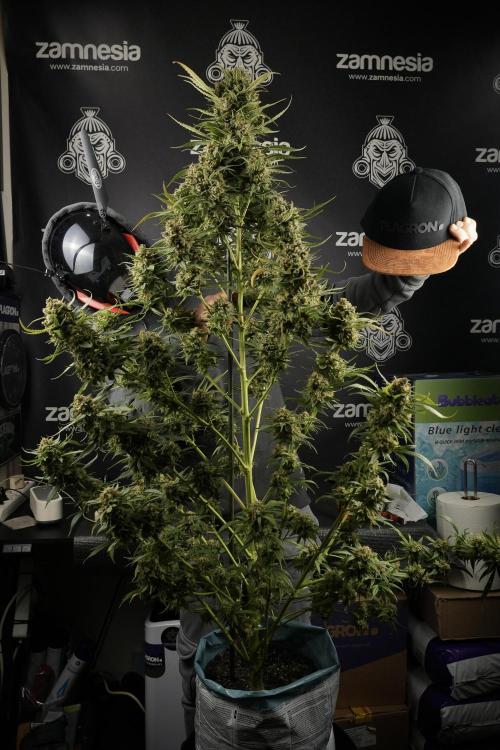 Skywalker OG Legends of the 12/12 Galaxy. Week 15 - Skywalker OG 12/12 from seed another beast 