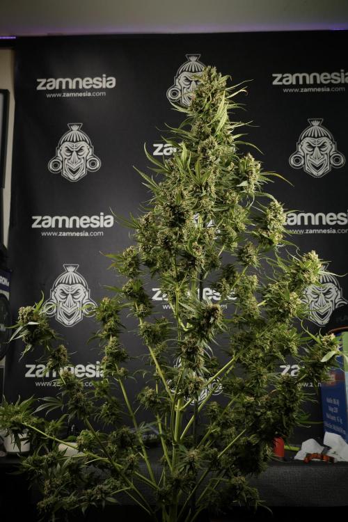 Skywalker OG Legends of the 12/12 Galaxy. Week 15 - Skywalker OG 12/12 from seed another beast 
