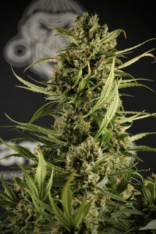 Skywalker OG Legends of the 12/12 Galaxy. Week 15 - Skywalker OG 12/12 from seed another beast 