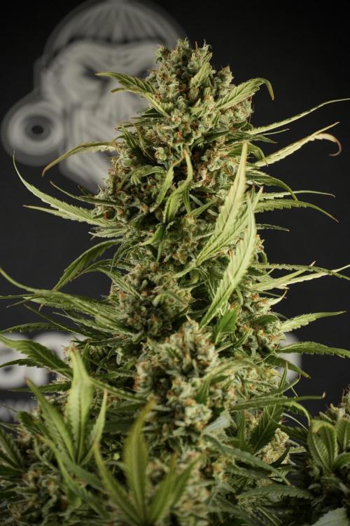 Skywalker OG Legends of the 12/12 Galaxy. Week 15 - Skywalker OG 12/12 from seed another beast 