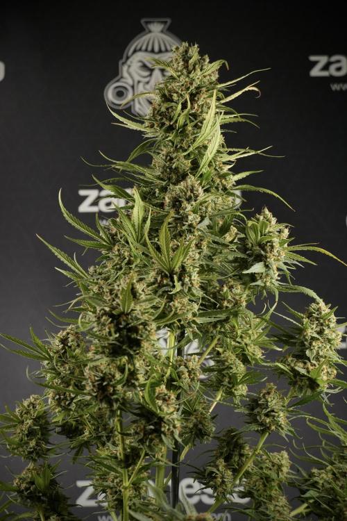 Skywalker OG Legends of the 12/12 Galaxy. Week 15 - Skywalker OG 12/12 from seed another beast 