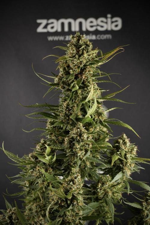 Skywalker OG Legends of the 12/12 Galaxy. Week 15 - Skywalker OG 12/12 from seed another beast 
