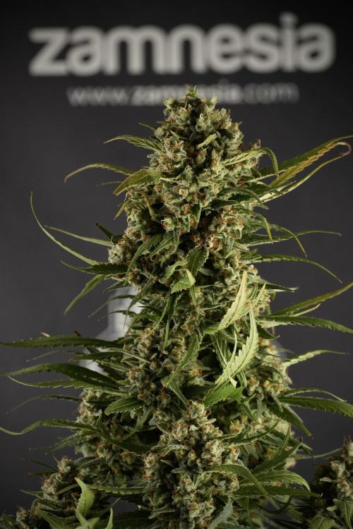 Skywalker OG Legends of the 12/12 Galaxy. Week 15 - Skywalker OG 12/12 from seed another beast 