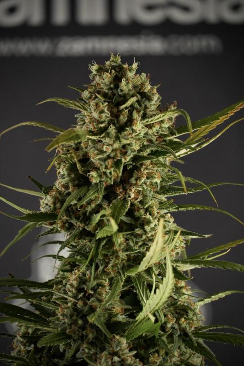 Skywalker OG Legends of the 12/12 Galaxy. Week 15 - Skywalker OG 12/12 from seed another beast 
