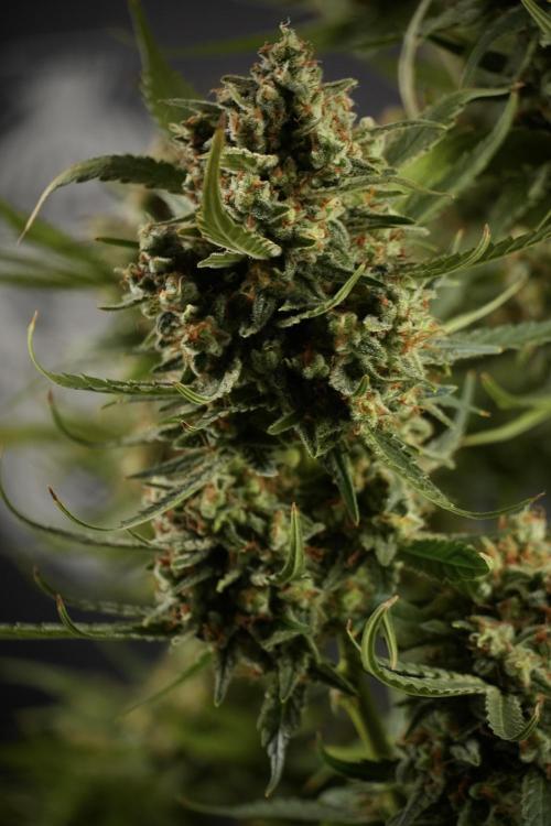 Skywalker OG Legends of the 12/12 Galaxy. Week 15 - Skywalker OG 12/12 from seed another beast 