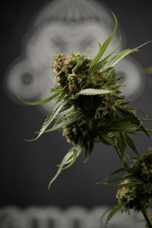 Skywalker OG Legends of the 12/12 Galaxy. Week 15 - Skywalker OG 12/12 from seed another beast 