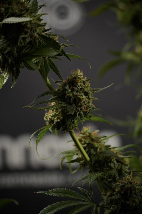Skywalker OG Legends of the 12/12 Galaxy. Week 15 - Skywalker OG 12/12 from seed another beast 