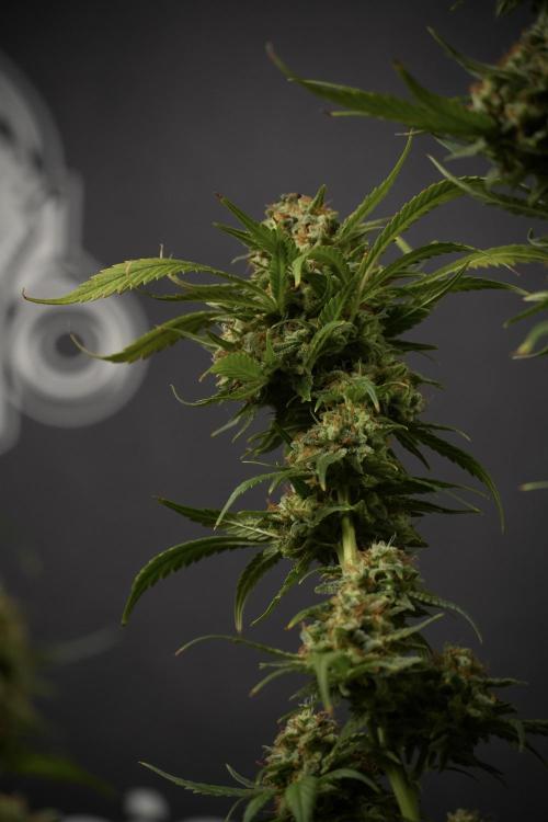 Skywalker OG Legends of the 12/12 Galaxy. Week 15 - Skywalker OG 12/12 from seed another beast 