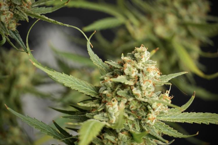 Skywalker OG Legends of the 12/12 Galaxy. Week 15 - Skywalker OG 12/12 from seed another beast 