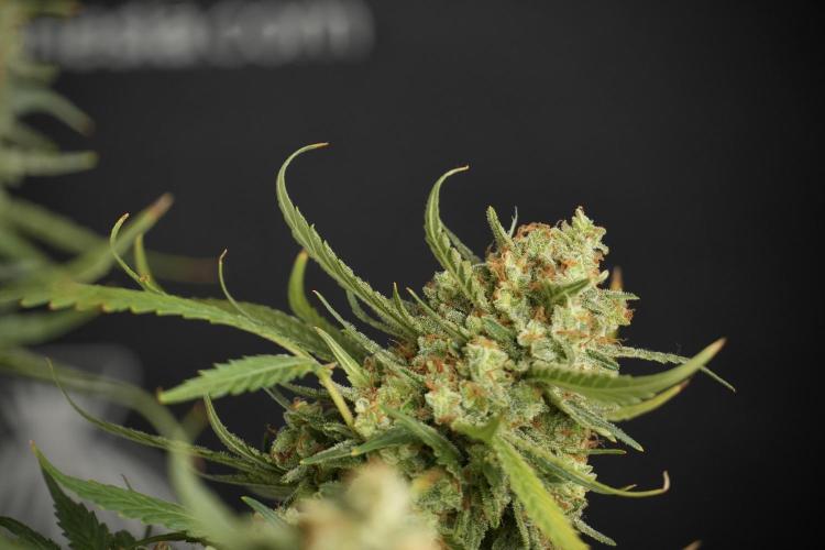 Skywalker OG Legends of the 12/12 Galaxy. Week 15 - Skywalker OG 12/12 from seed another beast 