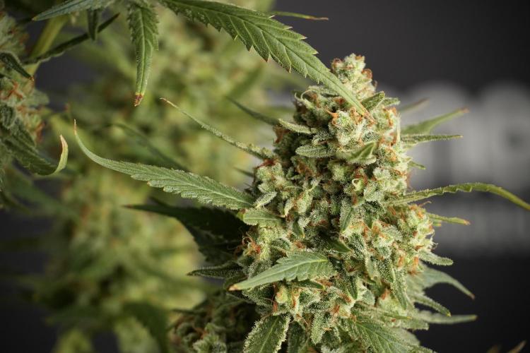Skywalker OG Legends of the 12/12 Galaxy. Week 15 - Skywalker OG 12/12 from seed another beast 