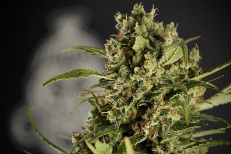 Skywalker OG Legends of the 12/12 Galaxy. Week 15 - Skywalker OG 12/12 from seed another beast 