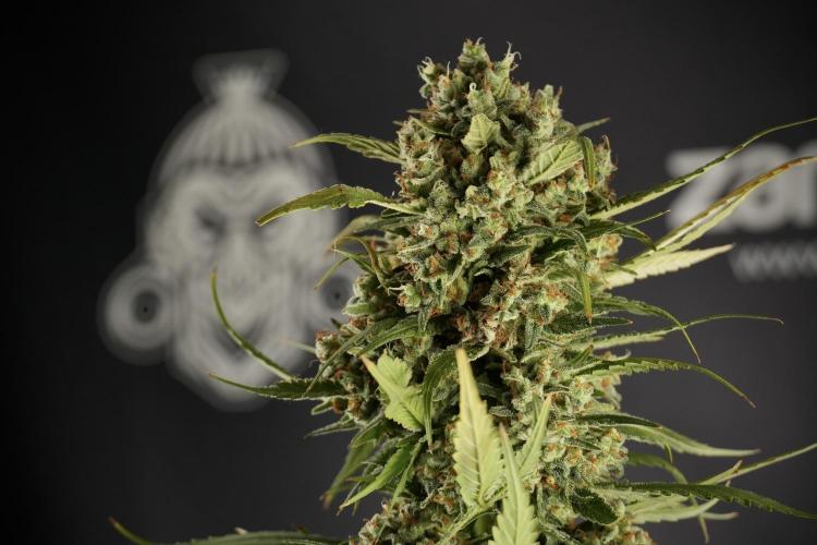 Skywalker OG Legends of the 12/12 Galaxy. Week 15 - Skywalker OG 12/12 from seed another beast 