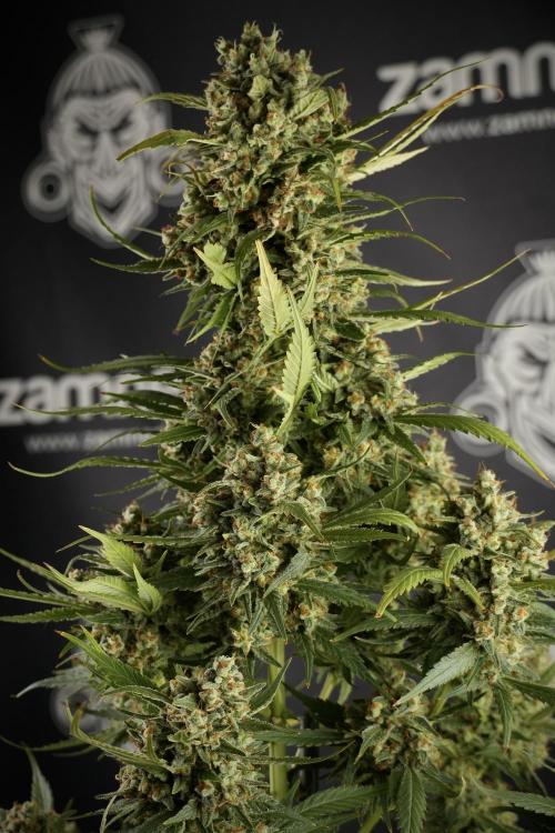Skywalker OG Legends of the 12/12 Galaxy. Week 15 - Skywalker OG 12/12 from seed another beast 