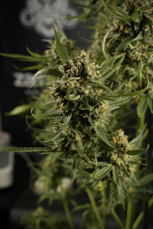 Skywalker OG Legends of the 12/12 Galaxy. Week 15 - Skywalker OG 12/12 from seed another beast 