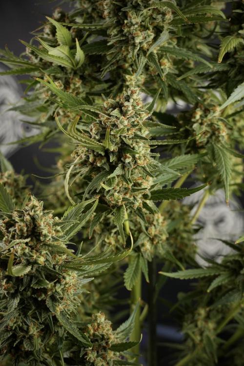 Skywalker OG Legends of the 12/12 Galaxy. Week 15 - Skywalker OG 12/12 from seed another beast 