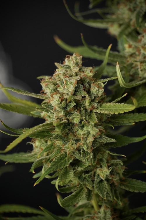 Skywalker OG Legends of the 12/12 Galaxy. Week 15 - Skywalker OG 12/12 from seed another beast 