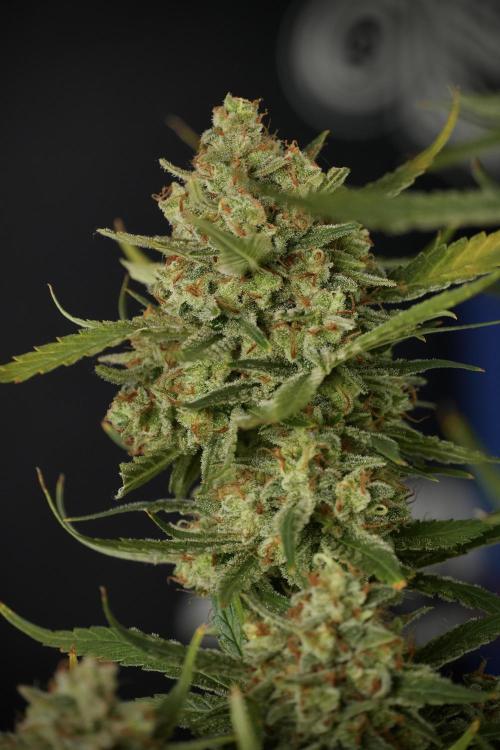 Skywalker OG Legends of the 12/12 Galaxy. Week 15 - Skywalker OG 12/12 from seed another beast 