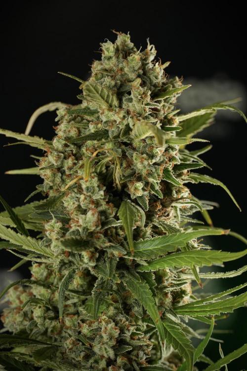 Skywalker OG Legends of the 12/12 Galaxy. Week 15 - Skywalker OG 12/12 from seed another beast 
