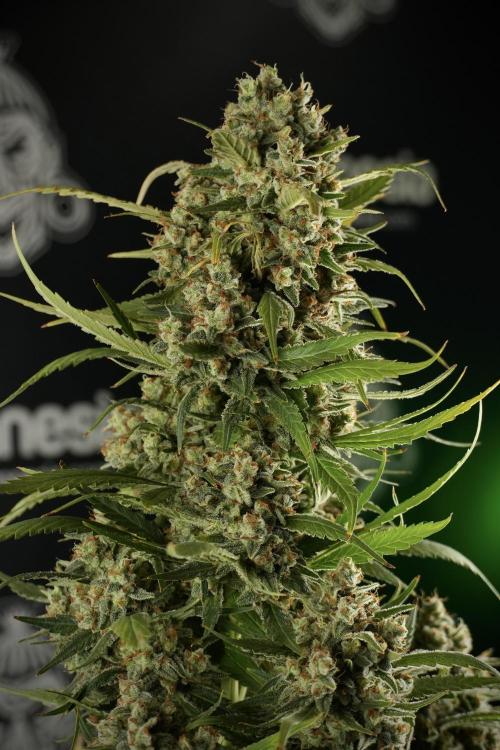 Skywalker OG Legends of the 12/12 Galaxy. Week 15 - Skywalker OG 12/12 from seed another beast 