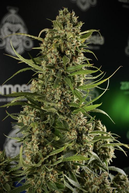 Skywalker OG Legends of the 12/12 Galaxy. Week 15 - Skywalker OG 12/12 from seed another beast 