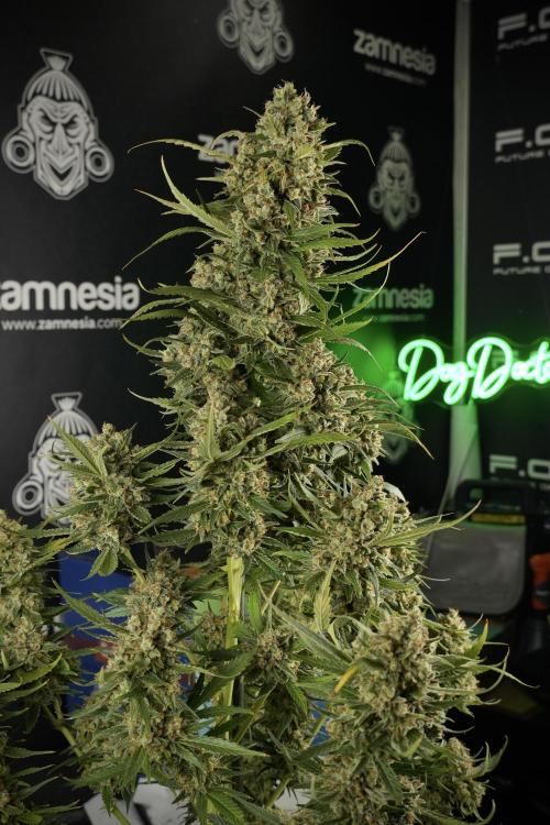 Skywalker OG Legends of the 12/12 Galaxy. Week 15 - Skywalker OG 12/12 from seed another beast 