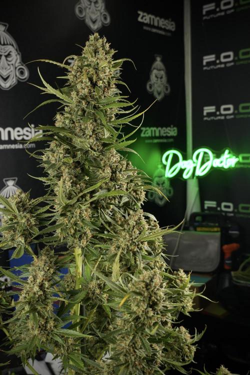 Skywalker OG Legends of the 12/12 Galaxy. Week 15 - Skywalker OG 12/12 from seed another beast 