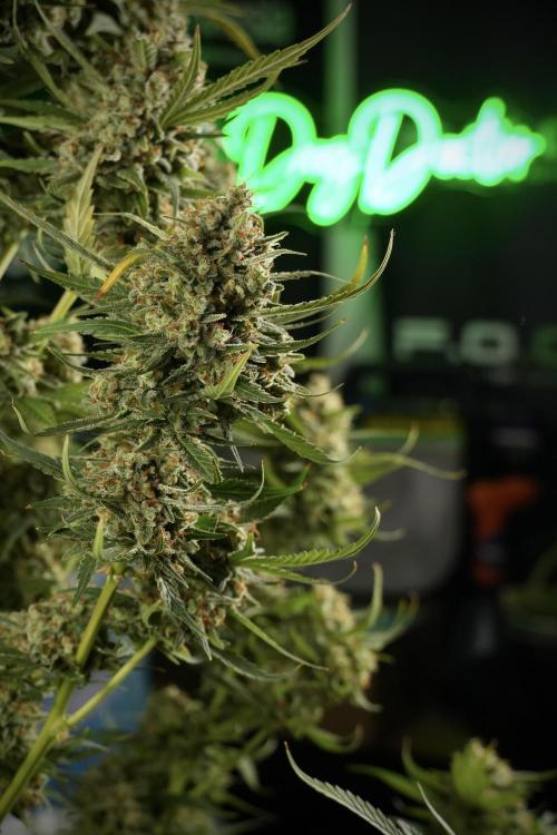 Skywalker OG Legends of the 12/12 Galaxy. Week 15 - Skywalker OG 12/12 from seed another beast 