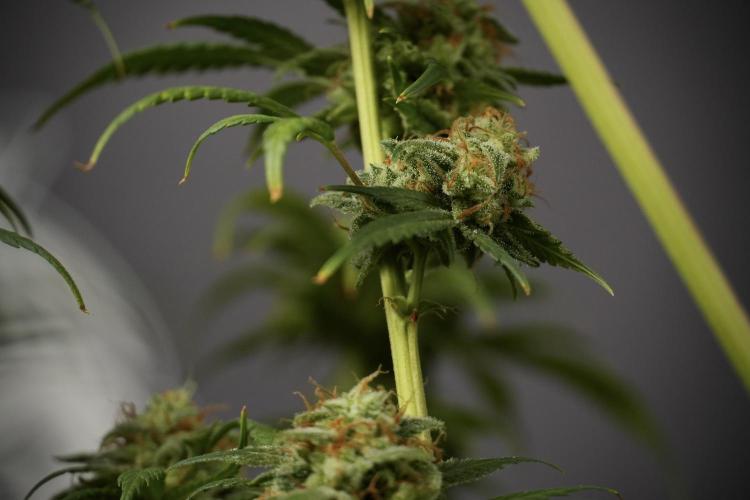 Skywalker OG Legends of the 12/12 Galaxy. Week 15 - Skywalker OG 12/12 from seed another beast 