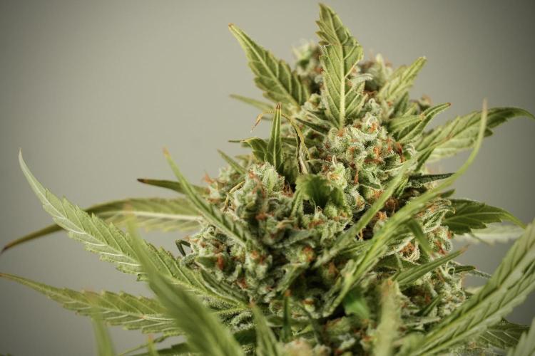 Skywalker OG Legends of the 12/12 Galaxy. Week 15 - Skywalker OG 12/12 from seed another beast 