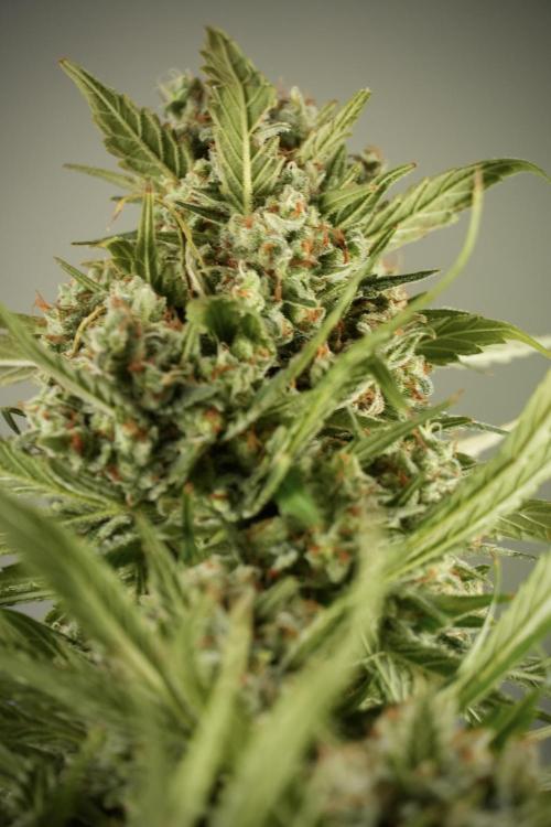 Skywalker OG Legends of the 12/12 Galaxy. Week 15 - Skywalker OG 12/12 from seed another beast 