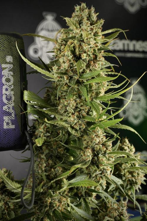 Skywalker OG Legends of the 12/12 Galaxy. Week 15 - Skywalker OG 12/12 from seed another beast 