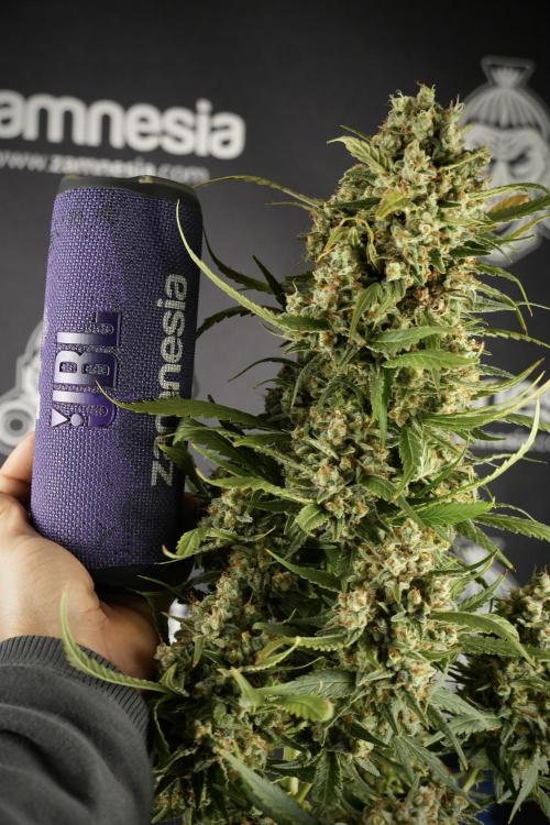 Skywalker OG Legends of the 12/12 Galaxy. Week 15 - Skywalker OG 12/12 from seed another beast 